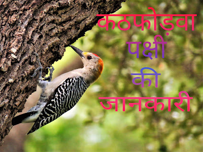 Woodpecker Bird Information In Hindi