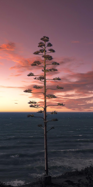 Lonely tree, sea, sunset, landscape wallpaper