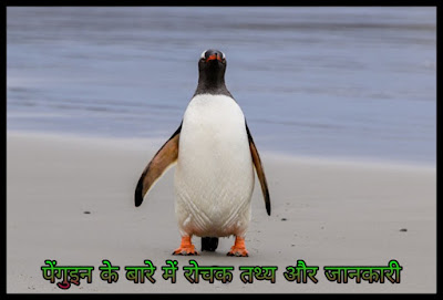 Facts About Penguin In Hindi