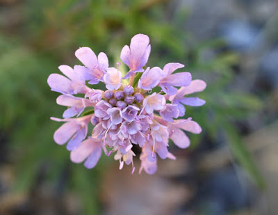 Flor de color lila de Scabiosa columbaria