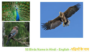 50 Birds Name in Hindi - English | पक्षियों के नाम (बर्ड्स नाम लिस्ट )