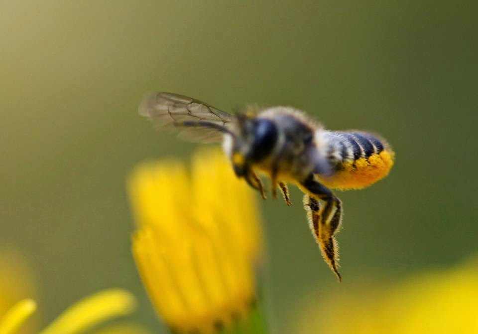 Brigit Strawbridge Why Solitary Bees are Such Amazing Pollinators