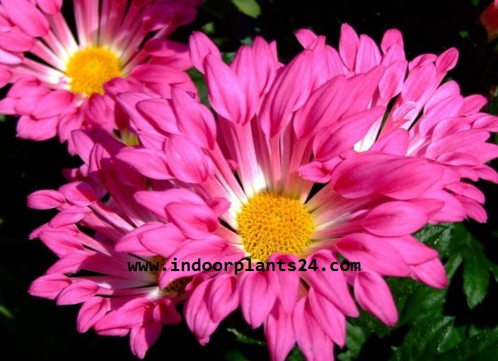 Florist's Chrysanthemum (Chrysanthemum Morifolium) Indoor Plant Care