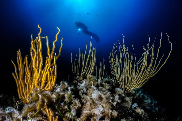 12. Аквалангист и подводная растительность. (Фото Andrea Falcomatà | The Ocean Art 2018 Underwater Photography Competition):