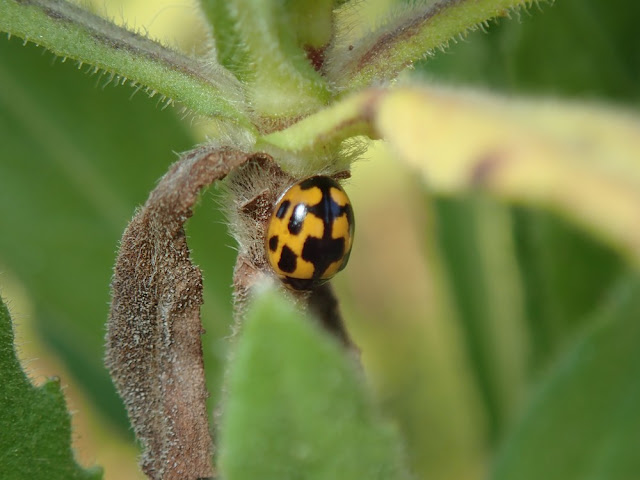 Propylea quatuordecimpunctata Propylea quatuordecimpunctata