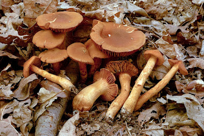 Cortinarius rubellus