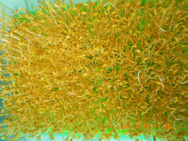 ��Ī��,��Ī�گ�,fenugreek,fenugreek-seeds,�����l,��Ī�ڽ��n,��Ī�ڬ�\��,��Ī�گ��\��,��Ī�ڵo����,��Ī�ڬ�