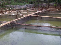 Melakukan Budidaya Ikan Dalam Kolam Keramba Sangatlah Tepat Melakukan Budidaya Ikan Dalam Kolam Keramba Sangatlah Tepat