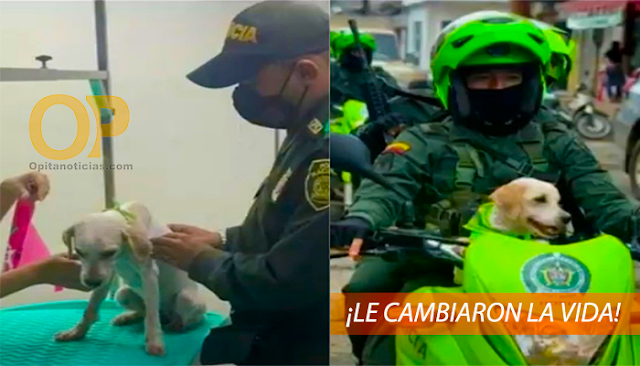 Perrita maltratada por personas fue cuidada y ahora es patrullera de la Policía. 