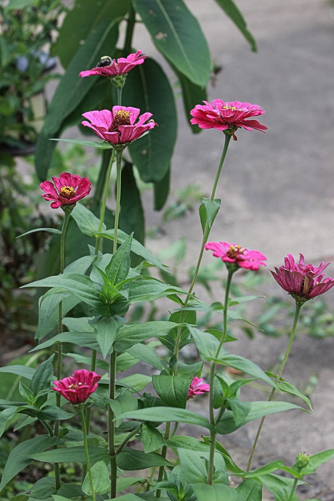 Christian Images In My Treasure Box Zinnias 3 Photos