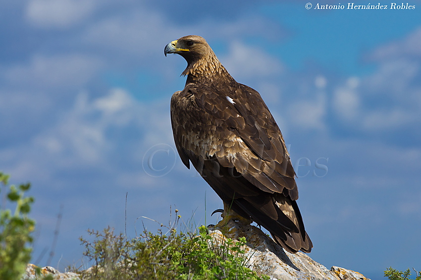Fotografia de Vida Salvaje - Wildlife Photography: AGUILA REAL (aquila ...