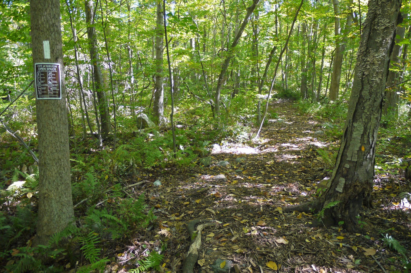 Shelton Trails Committee New Trail on Beech Tree Hill