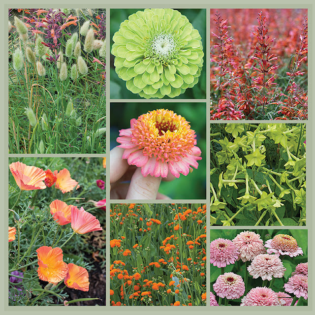 Color-Themed Annual Gardens