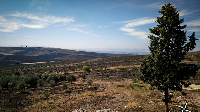 Campos de cereal y olivo cerca de Volubilis