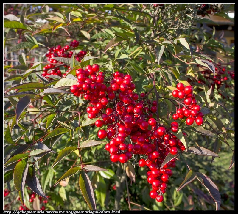 nandina