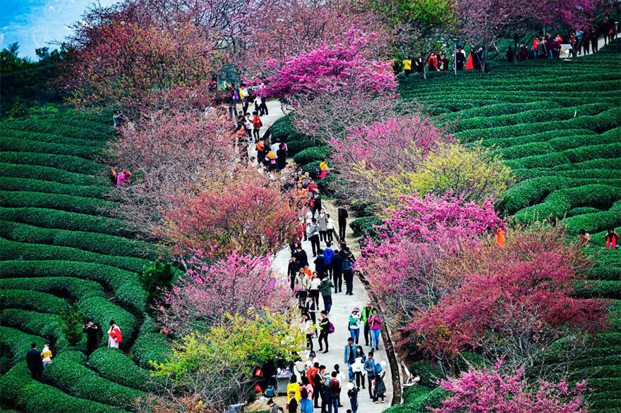 22 Magical Photos Of Cherry Blossoms That Have Just Bloomed In China