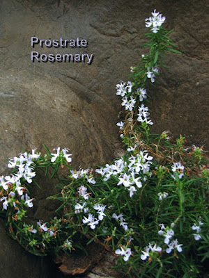 Prostrate Rosemary, herb, flower
