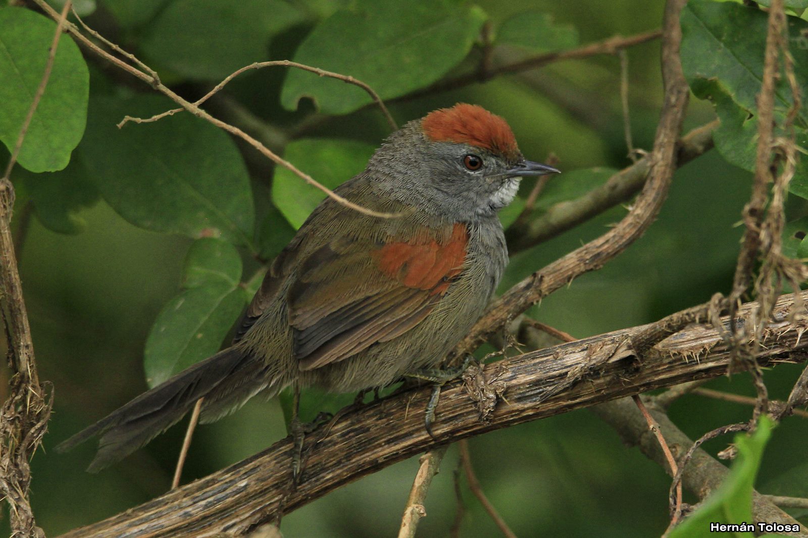 Aves Bonaerenses Pijuí plomizo (Synallaxis spixi)