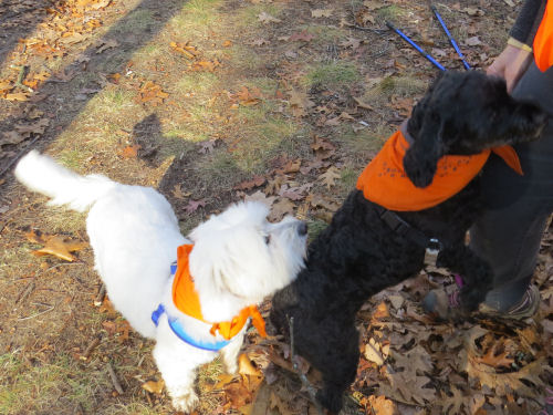 two small dogs black white