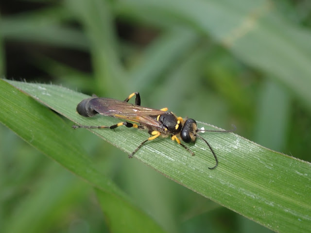 Sceliphron madraspatanum Sceliphron madraspatanum