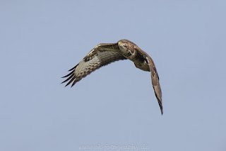 Wildlifefotografie Tierfotografie Naturfotografie Nikon Dümmer Bussard