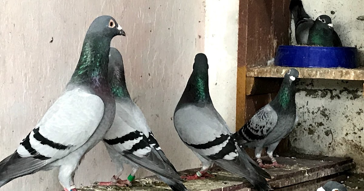 Sri Lanka Pigeons