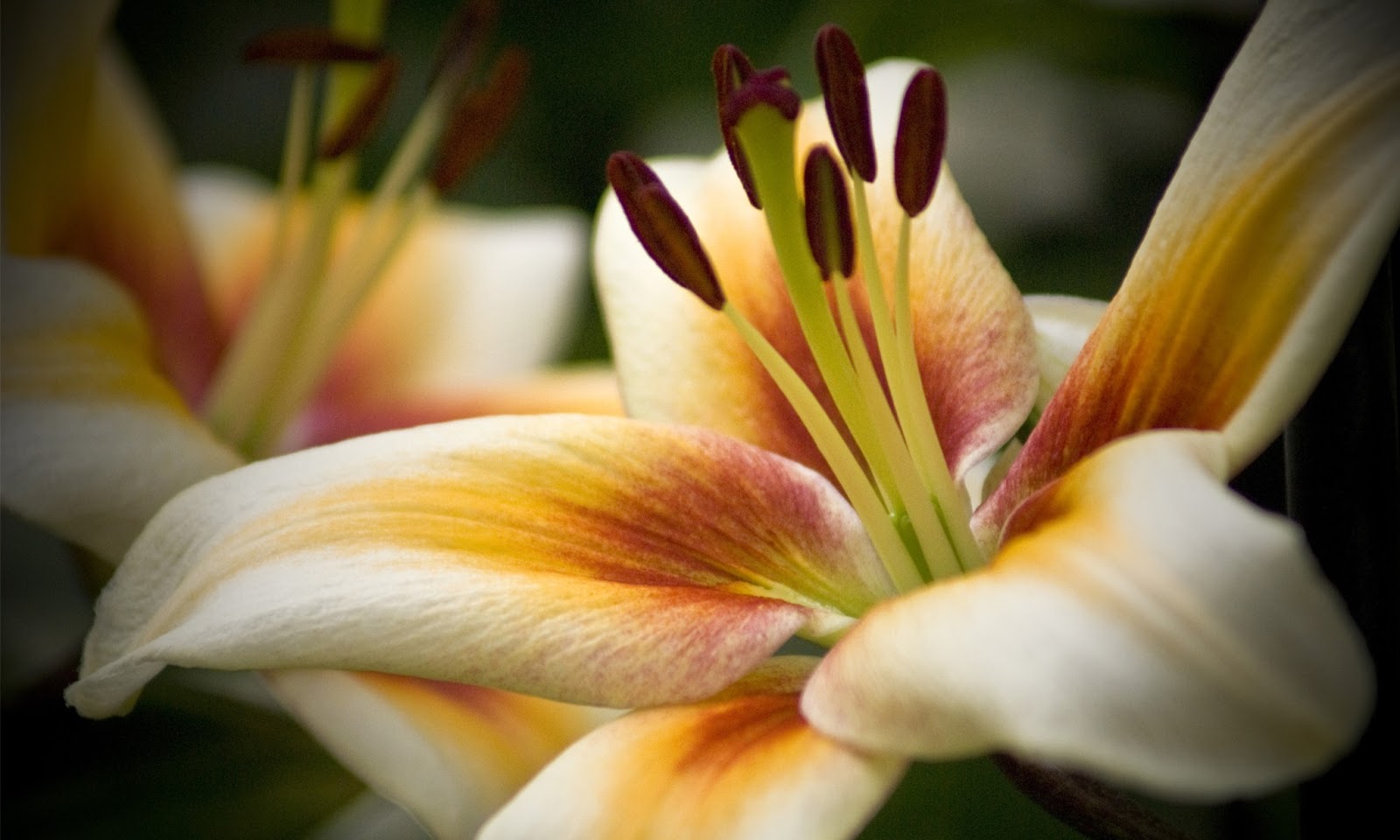 Lilium (Lilies)