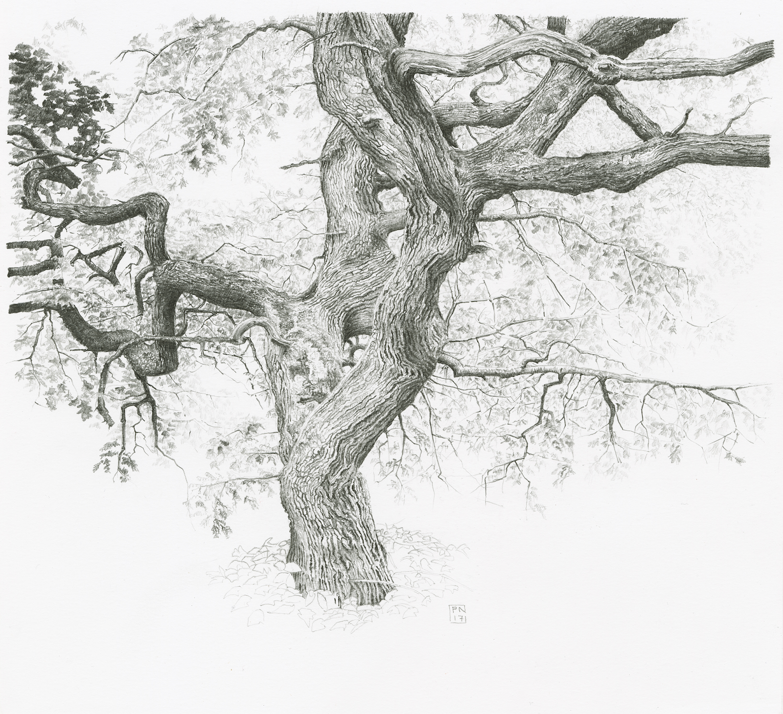 ветка дерева карандашом. японские сосны сумиэ. ветка дерева. зарисовки деревьев. графика ветвей.