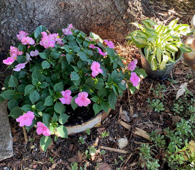 Photo of impatiens & begonias in metal planter under a tree