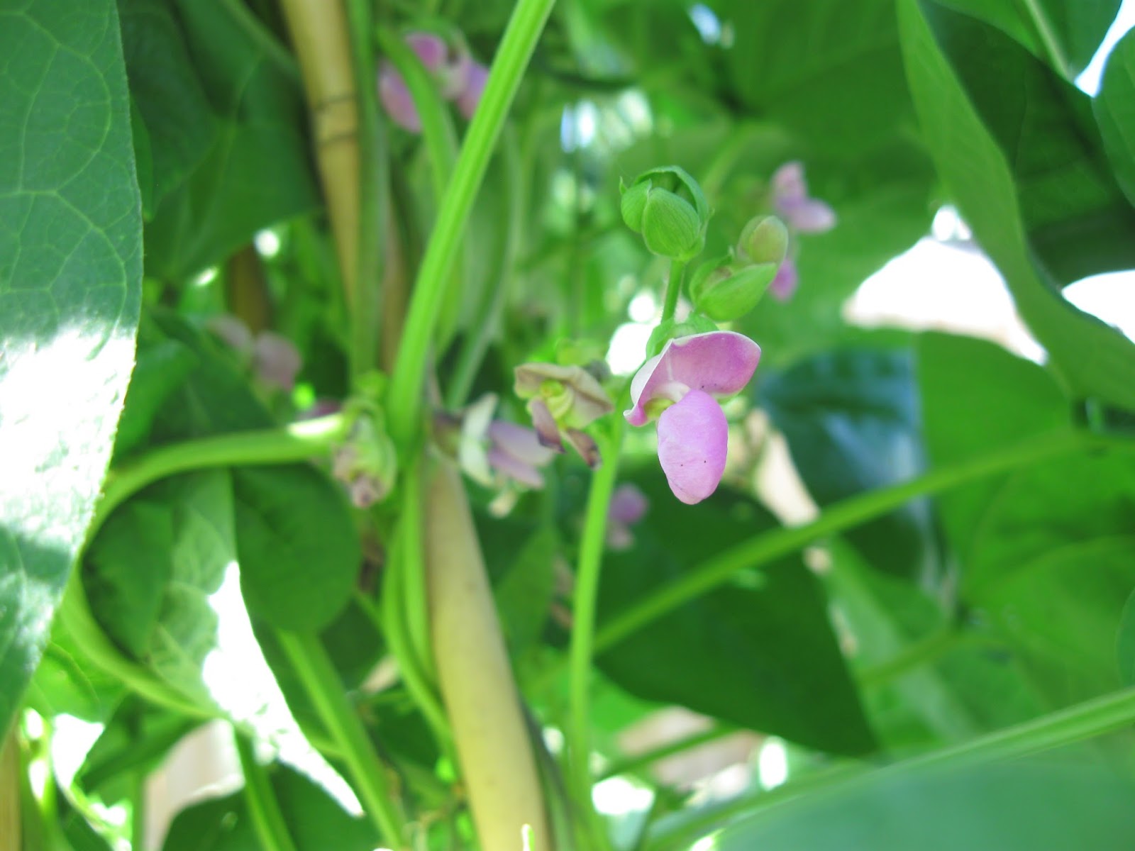 Kentucky Fried Garden Okra, Pole Beans, and Cucumbers