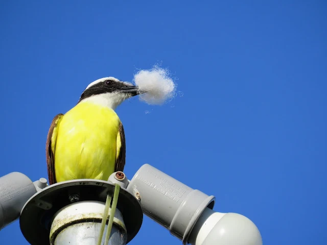 Costa Rica Birds: Great Kiskadee