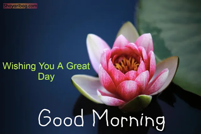 Good Morning Lotus Flowers Good Morning Lotus Flowers