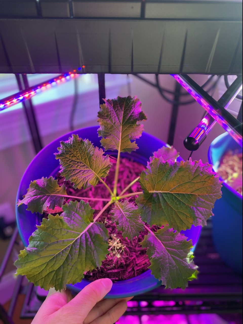 Broccoli Rabe/ Mustard Greens