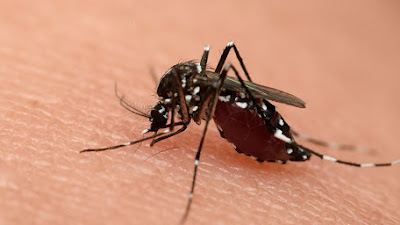 Gejala dan Ciri-ciri DBD yang Tidak Boleh Diabaikan