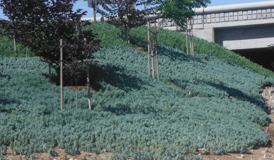 The 2 Minute Gardener Photo Blue Chalk Sticks on Slope