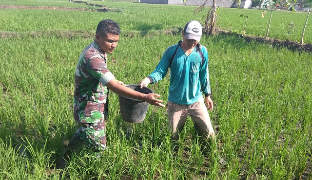 Percepat Pertumbuhan Padi Babinsa Bantu Pemupukan