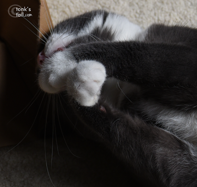 Tuxedo cat crossing her paws daintily