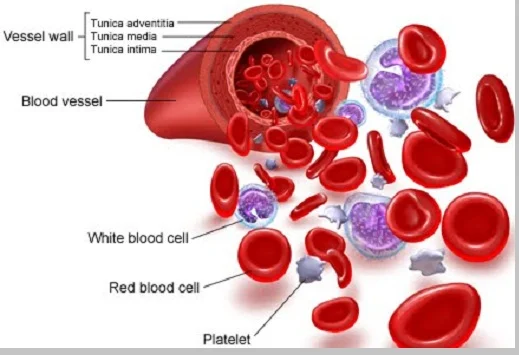 Sel darah merah (Eritrosit) - berbagaireviews.com