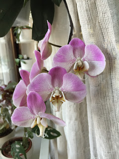 , Abbiamo iniziato tutti cos&igrave;!, diarid'orchidee