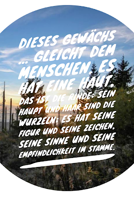 Die 50 besten Zitate zu den Themen Wald und Bäume | Waldzitate | Baumzitate | Naturzitate | Zitate-Wald | Inspirierende-Zitate