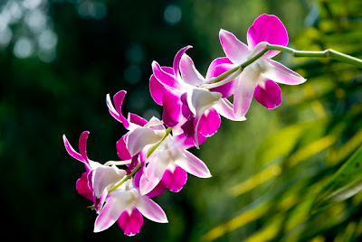 Các loài hoa lan Việt Nam - Hoa lan Việt Nam
