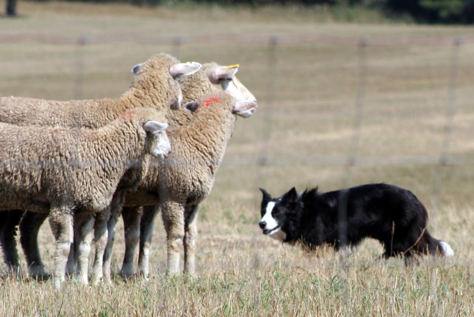 K9 101 The Border Collie k9-101-the-border-collie