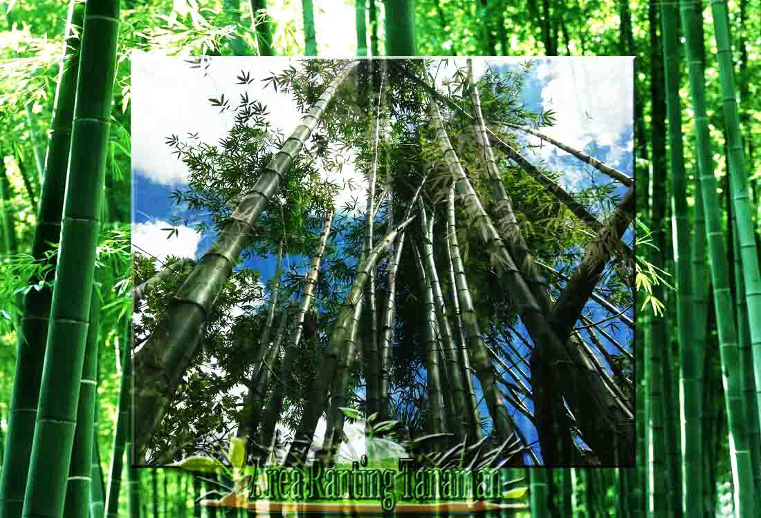 Tanaman Bambu  Bambu  sp Tumbuhan Batang  Berumpun 