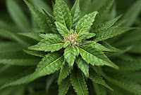The Dangers of Marijuana: A Forced Essay The Dangers of Marijuana: A Forced Essay