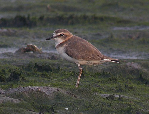 Perbedaan Cerek Jawa Dan Cerek Tilil Yang Perlu Kamu Ketahui
