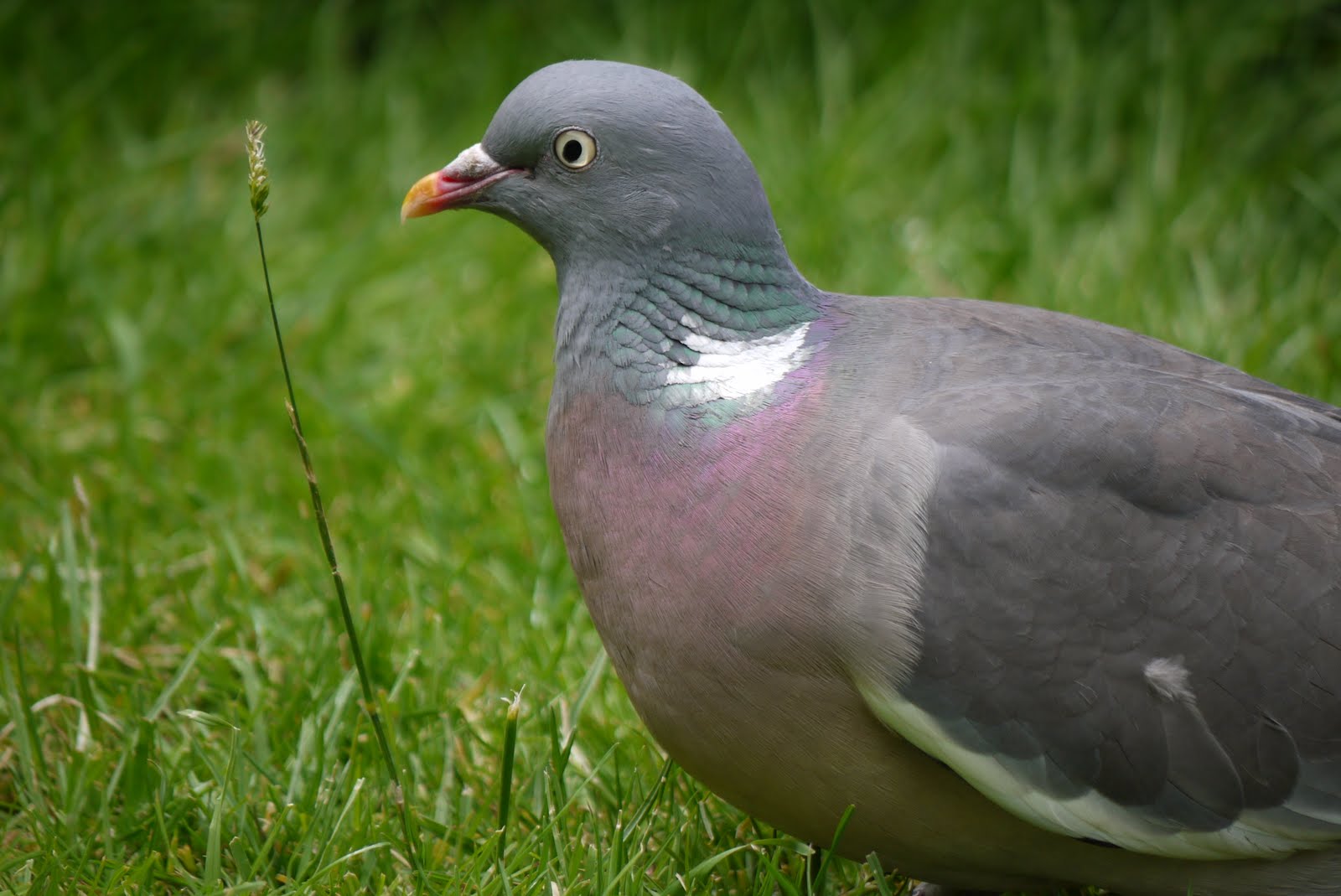 Grassparakeet photo blog Wood pigeon
