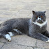 Want to understand goodwill? Ask the cat, dog, rat and rabbit