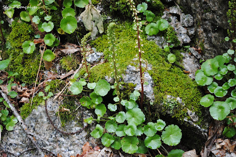 Umbigo de Vénus - Umbilicus rupestris