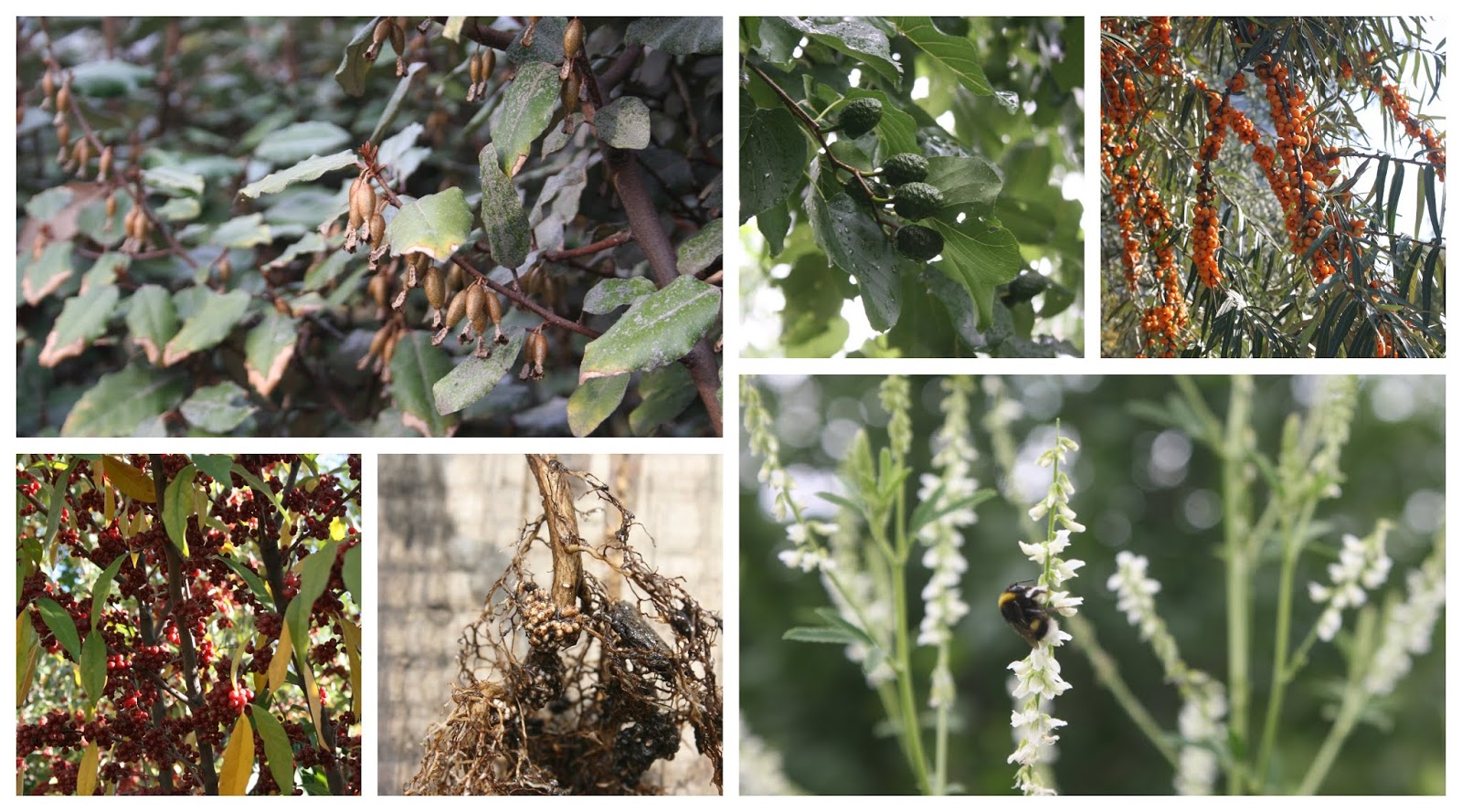 Balkan Ecology Project Nitrogen Fixation How it Works and a Look at