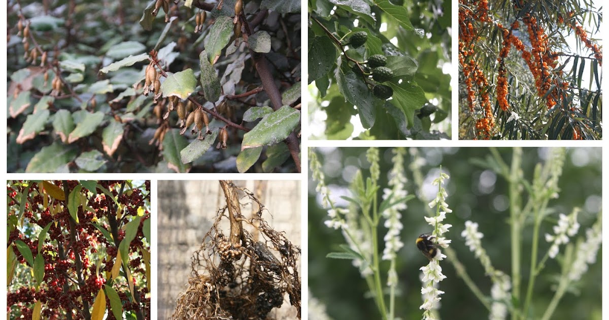 Balkan Ecology Project Nitrogen Fixation How it Works and a Look at